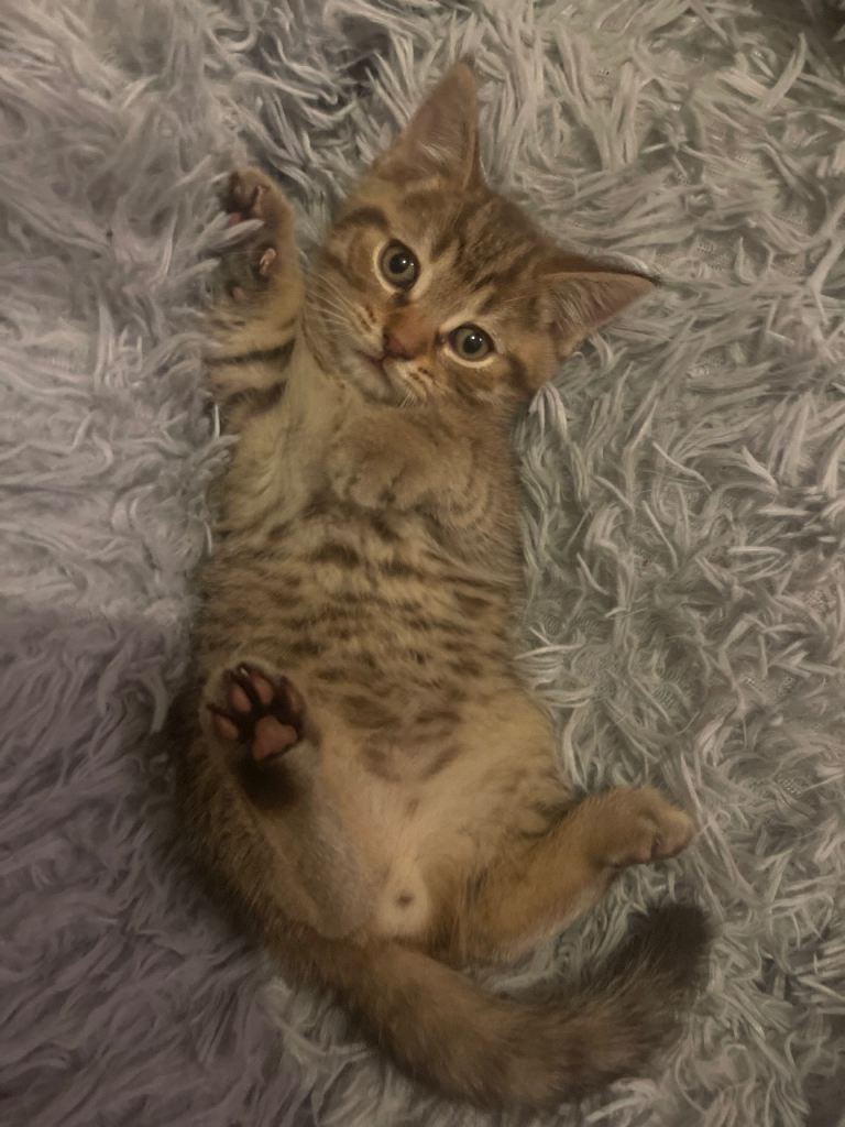 Mixed British Shorthair Kittens 
