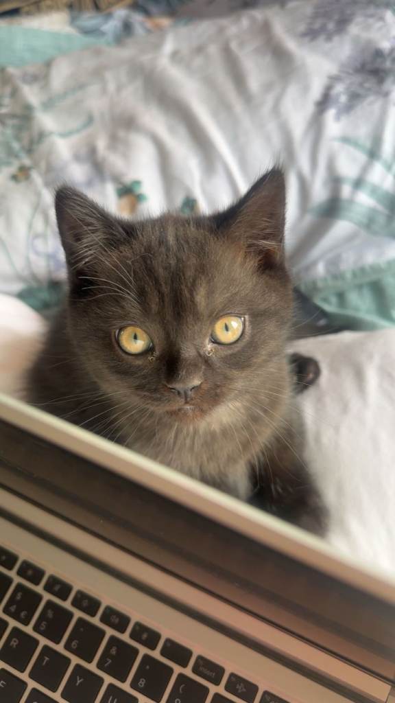 British short hair kitten