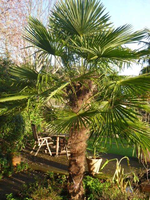 Palm Trachycarpus Fortunei Young Potted Plants 