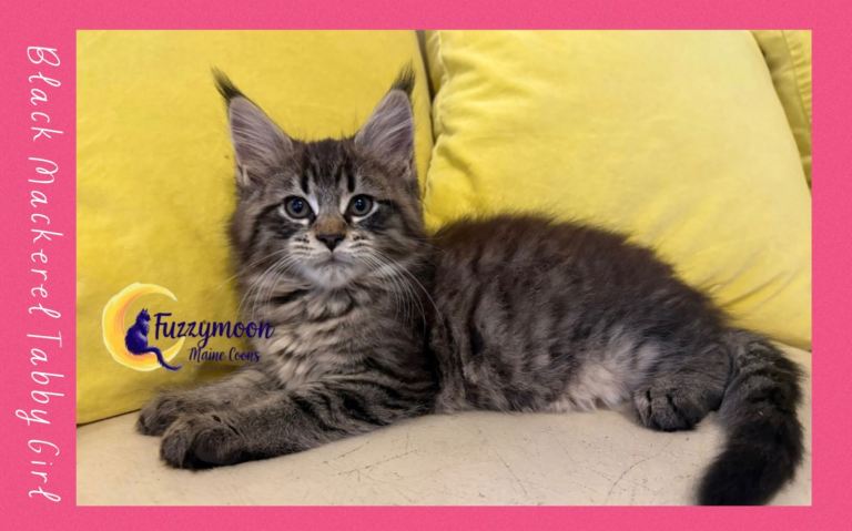 One Left! Gorgeous TICA pedigree Maine Coon Kittens