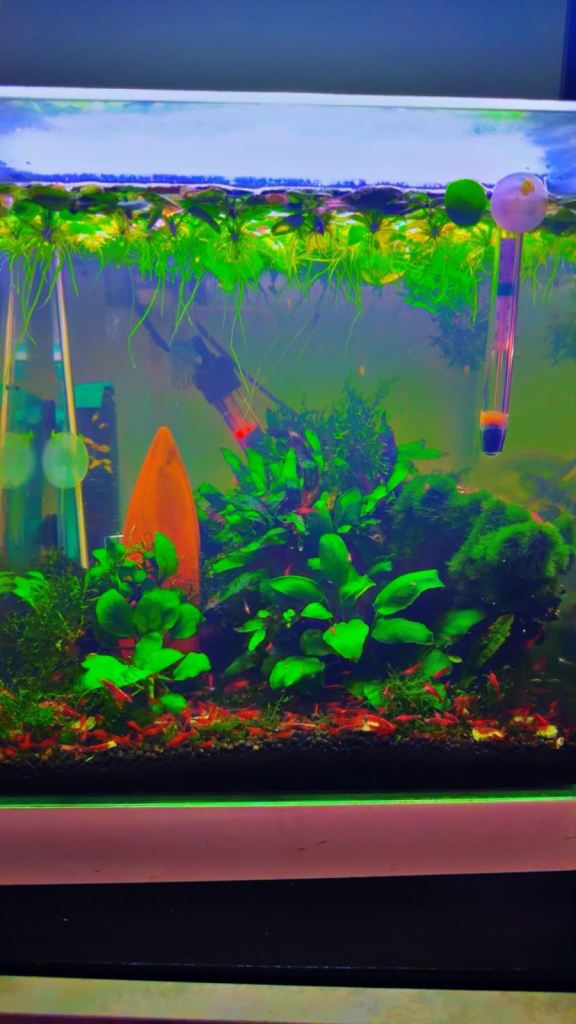 Shrimps for sale 
