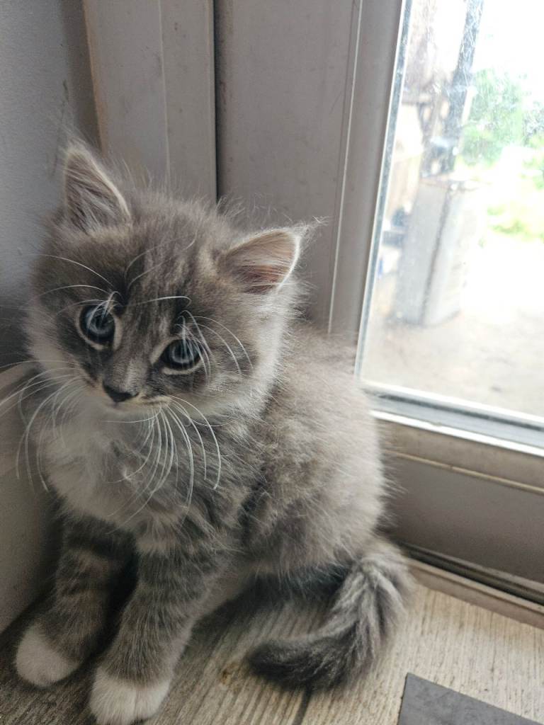Kittens for sale