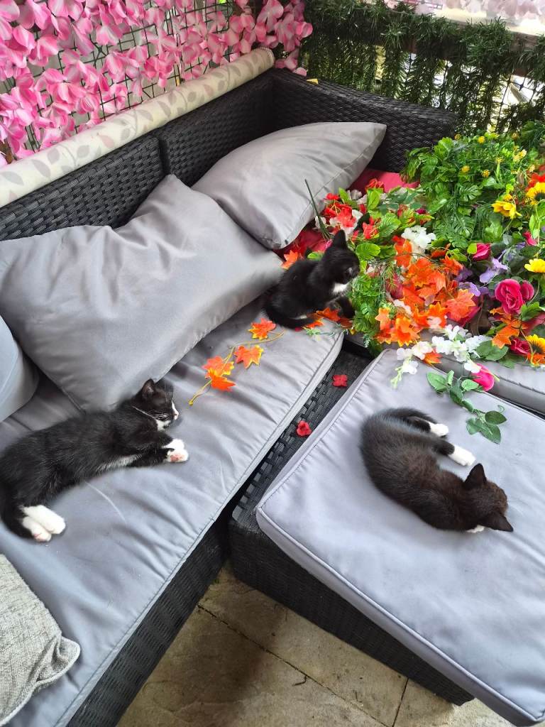 3 black/white kittens 