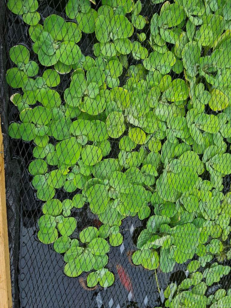 Pond plants water lettuce £1 each fish tank 