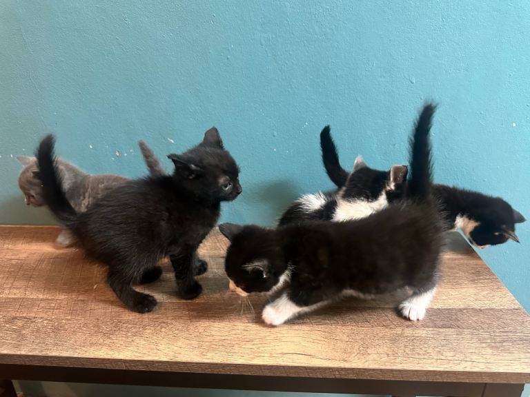 Kittens including 1 grey girl kitten 