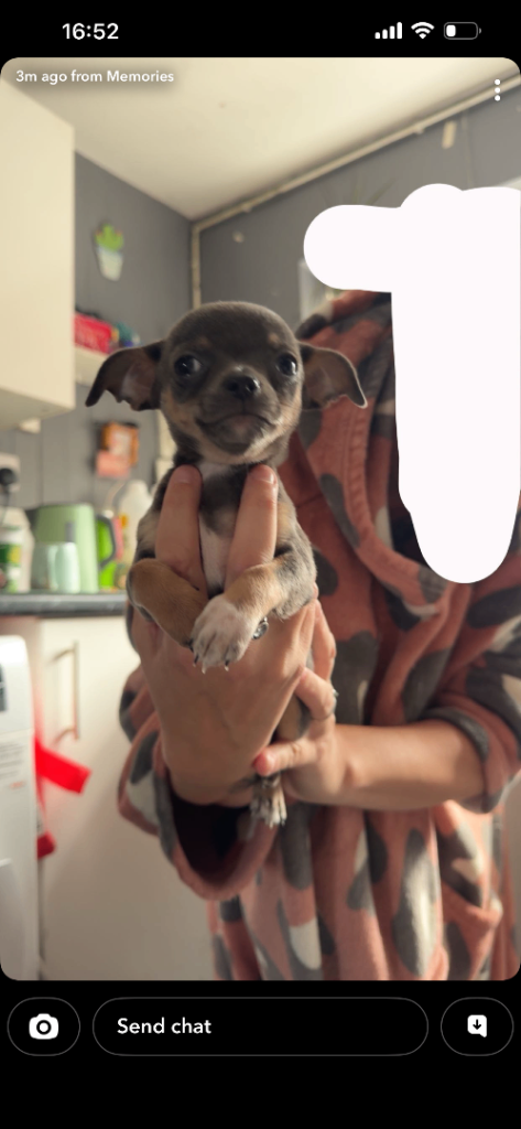 Chihuahua puppies 