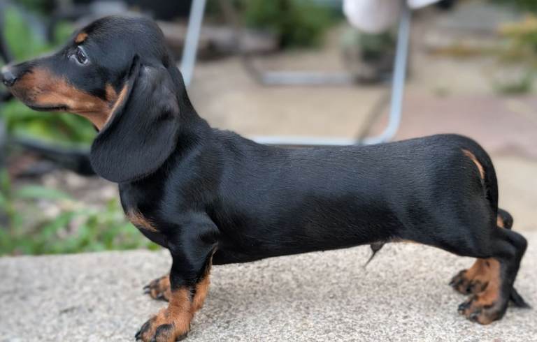 Miniature dachshund 