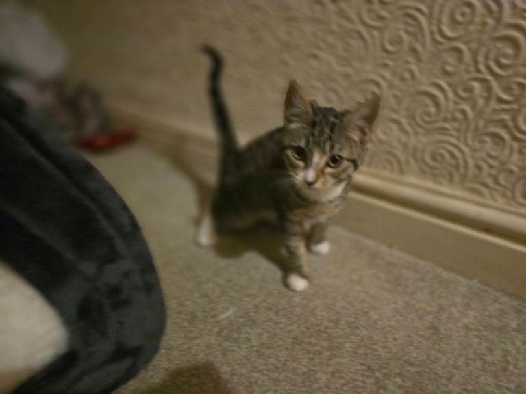 Male Tabby Kitten