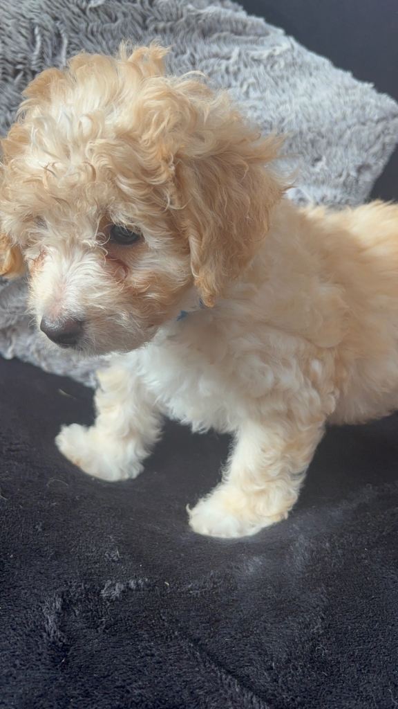 Beautiful Bichon x Poodles (Poochon) Puppies 