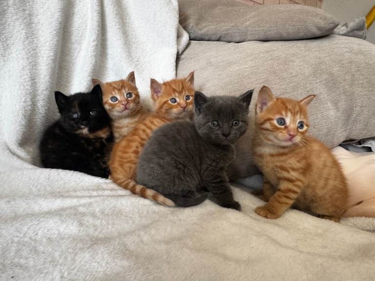 Mixed Breed Kittens - 4 x Male 1 x Female