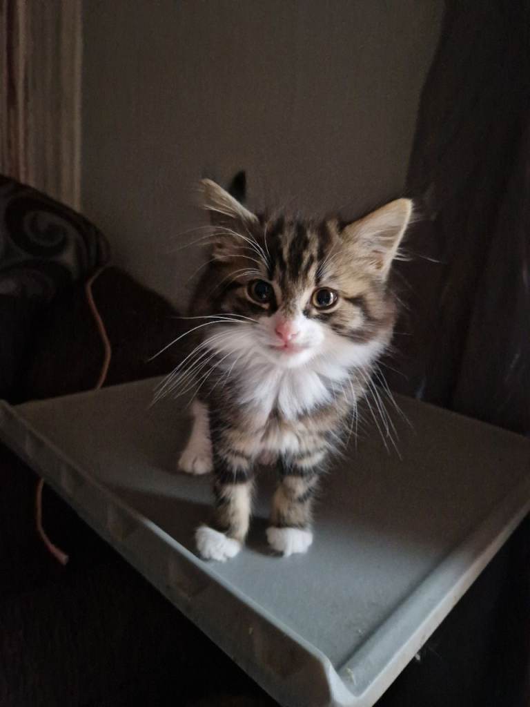 Kittens for sale 2 are fluffy