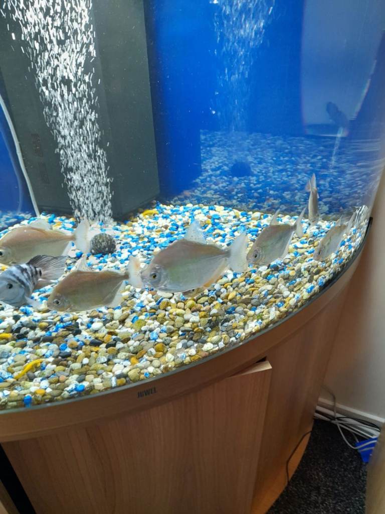   Tropical fish. AT UNBEATABLE PRICE.