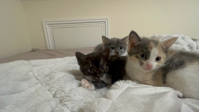 Kittens for sale (only grey girl left)