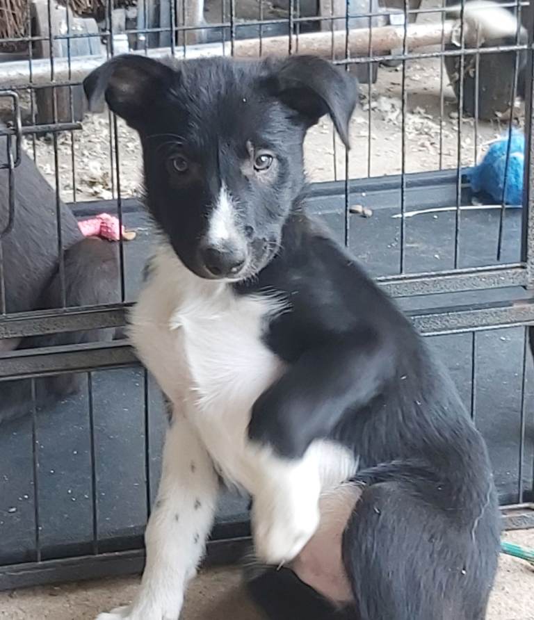 Beautiful Border Collie Puppies