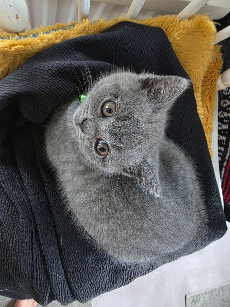 Adorable Female Kitten Available – Fully Vaccinated & Litter Trained ​