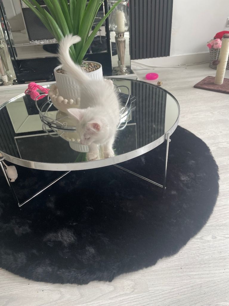 Gorgeous White Fluffy Kitten