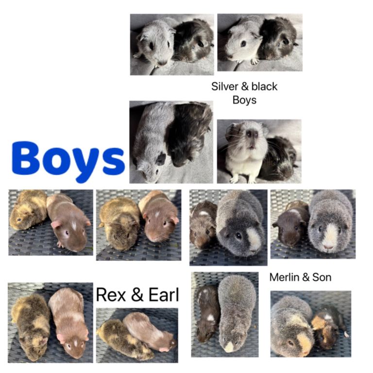 Boy/male/boar Guineapigs in bonded pairs. 