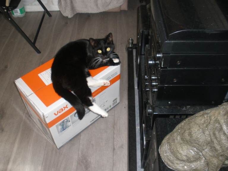 male cat for sale