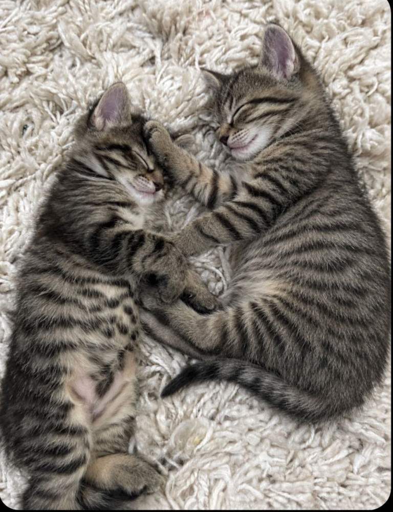 Adorable Tabby Kittens Looking for Forever Homes