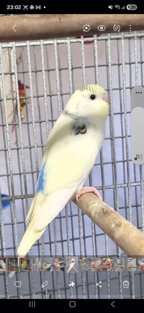 Beautiful baby budgies 