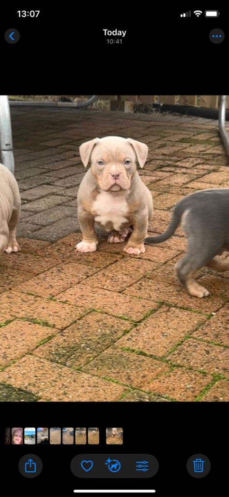 Pocket bully pups for sale