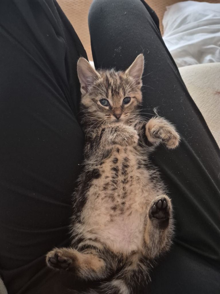 2 x Kittens pair price £80. to go in pairs due to the loss of their mummy at 4 weeks. 