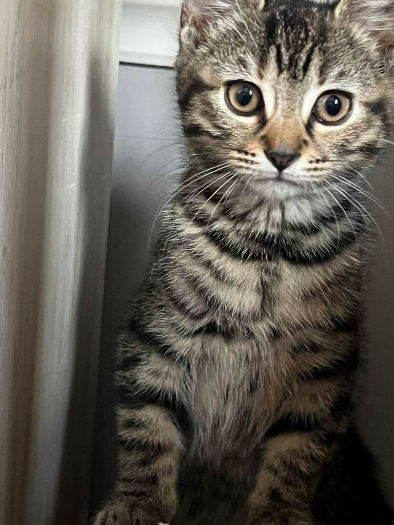 Cute Tabby girl