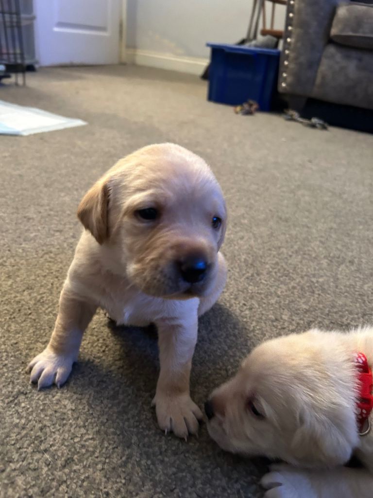 image for KC Reg Labrador pups looking for their forever 🏠