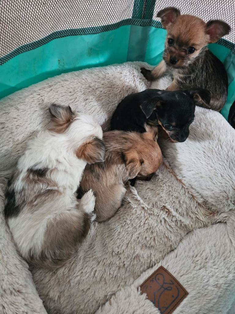 Chihuahua x Jack Russell - Jackhuahua