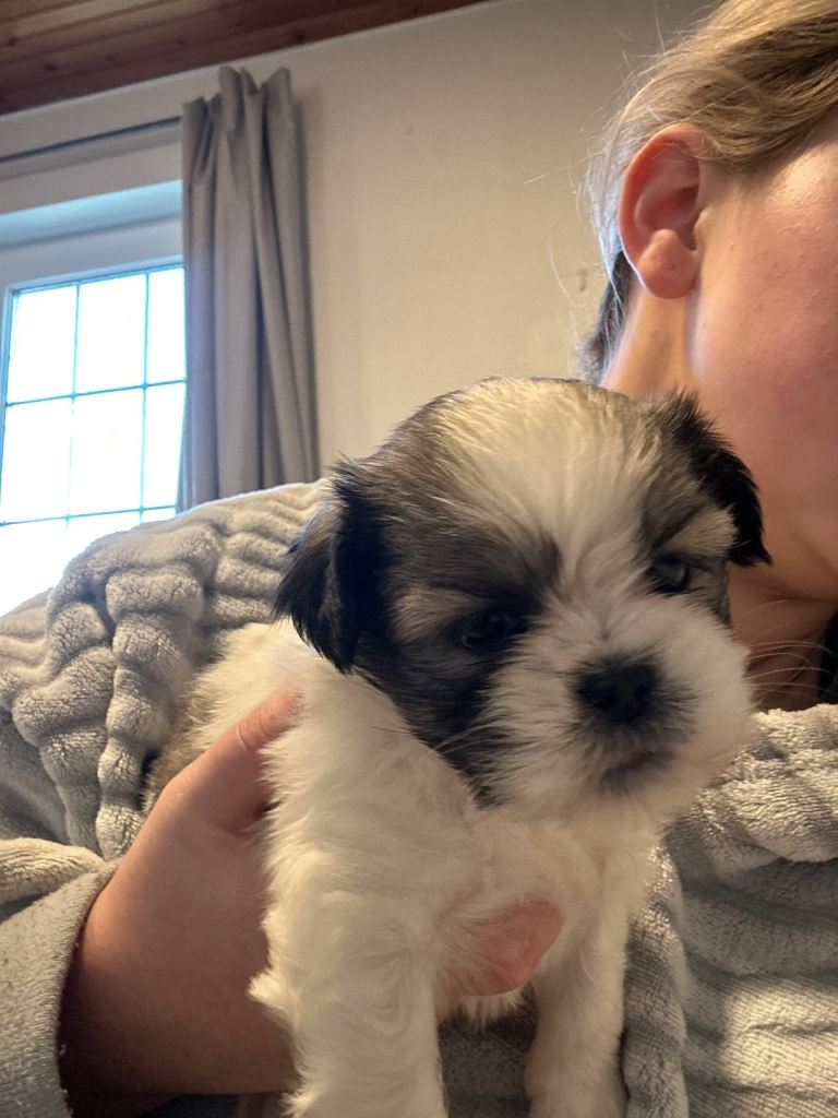 Lhasa Apso Puppies 