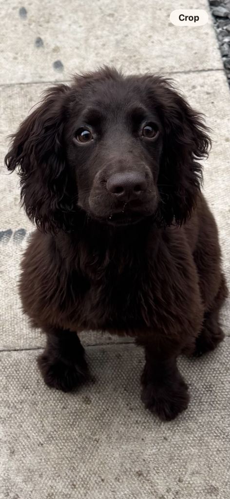 CockerSpaniel
