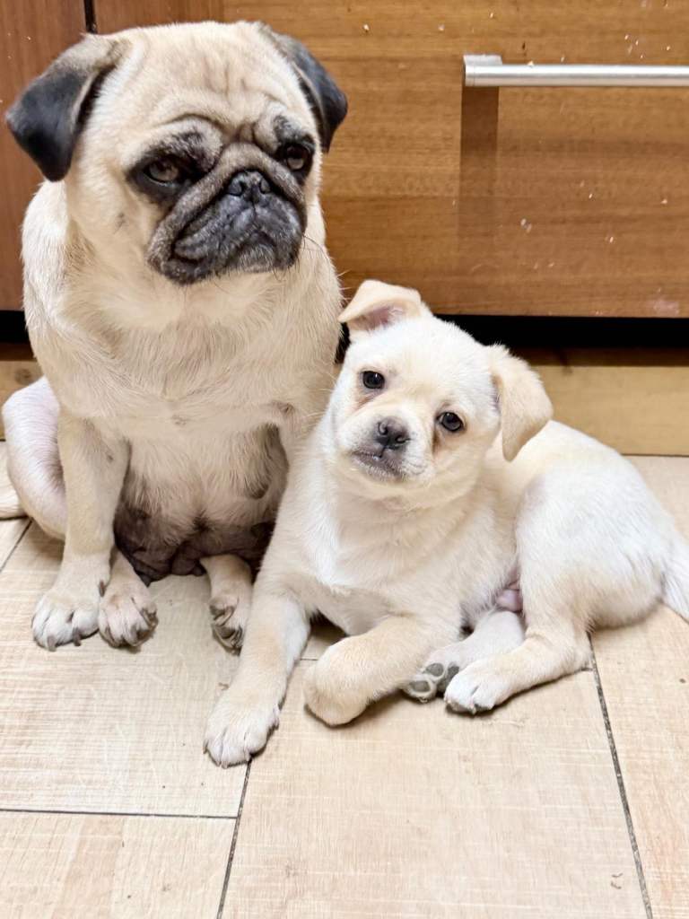 Pug x Pomeranian Puppies!