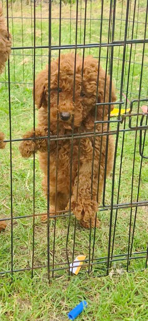 Miniature Poodle puppies 
