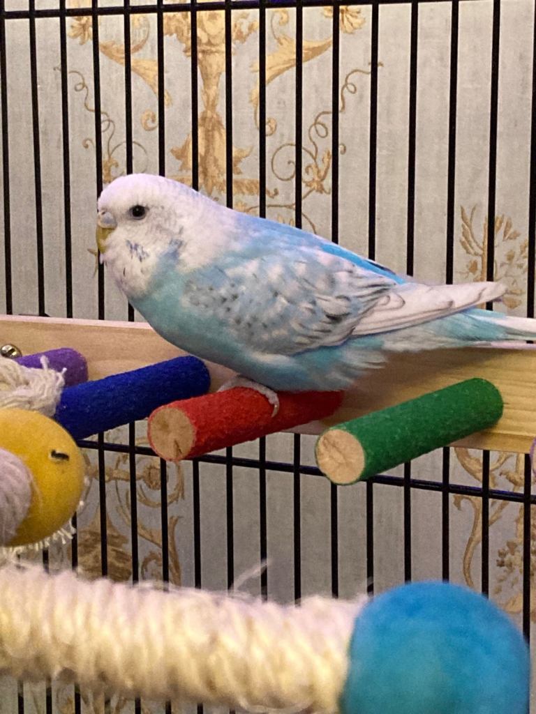 Male and female budgie and cage