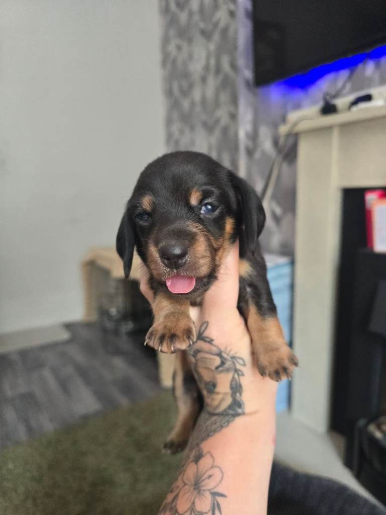  minature dachshund puppies