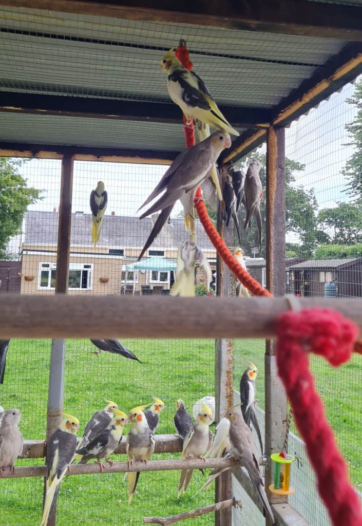 Baby cockatiels 