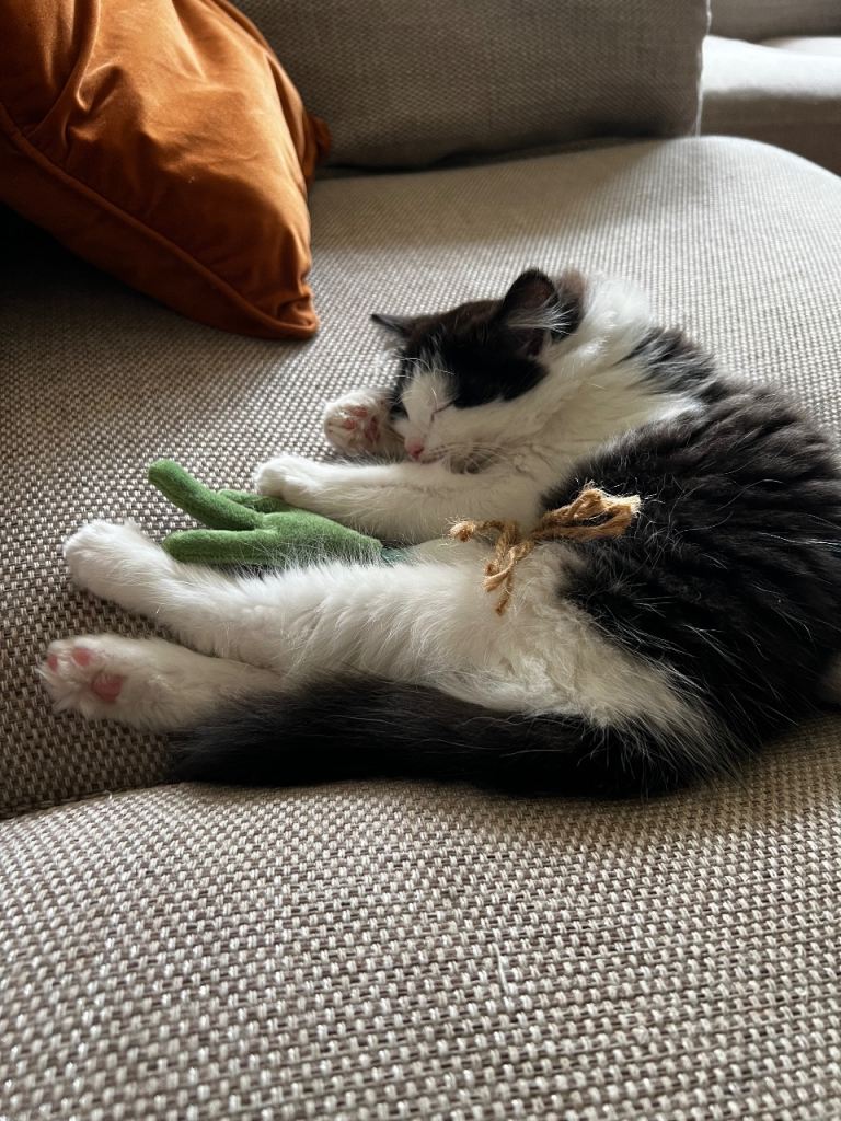 Ragdoll x bengal rehoming