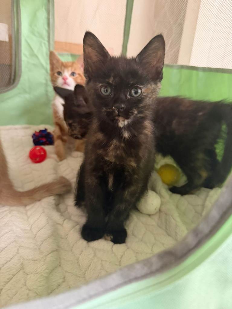 REDUCED LAST Tortoiseshell Maine coon X Selkirk Rex GIRL