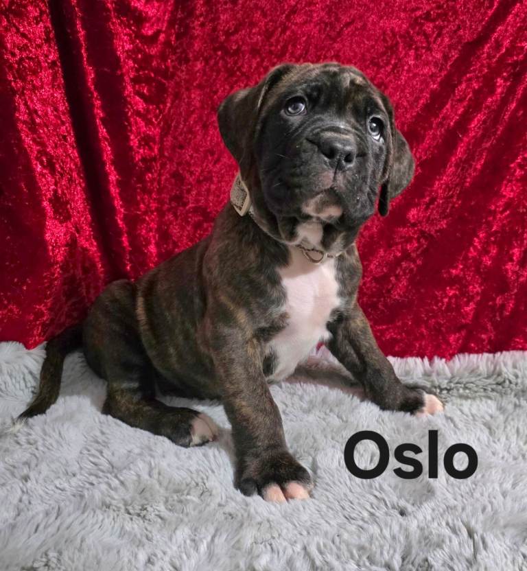 Ready Now Boxer cross Neapolitan mastiff mix