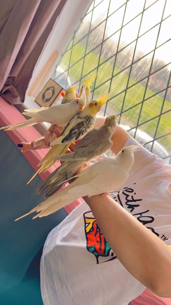 Cockatiels 