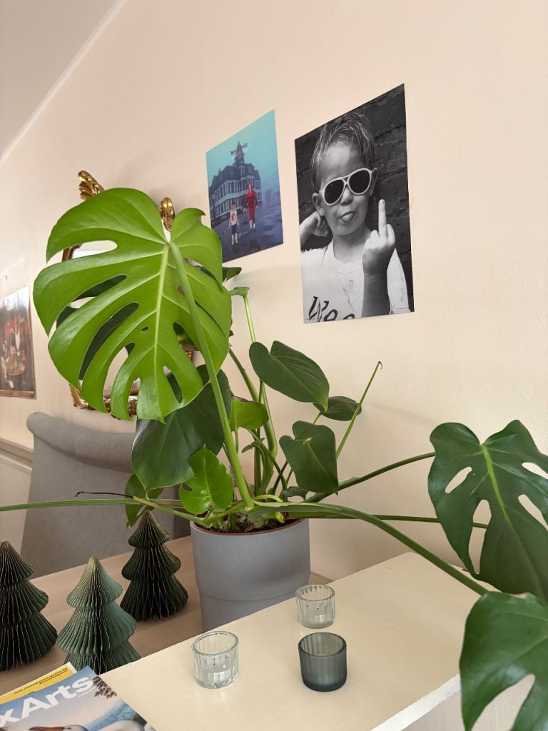 Indoor Plant - Monstera Deliciosa