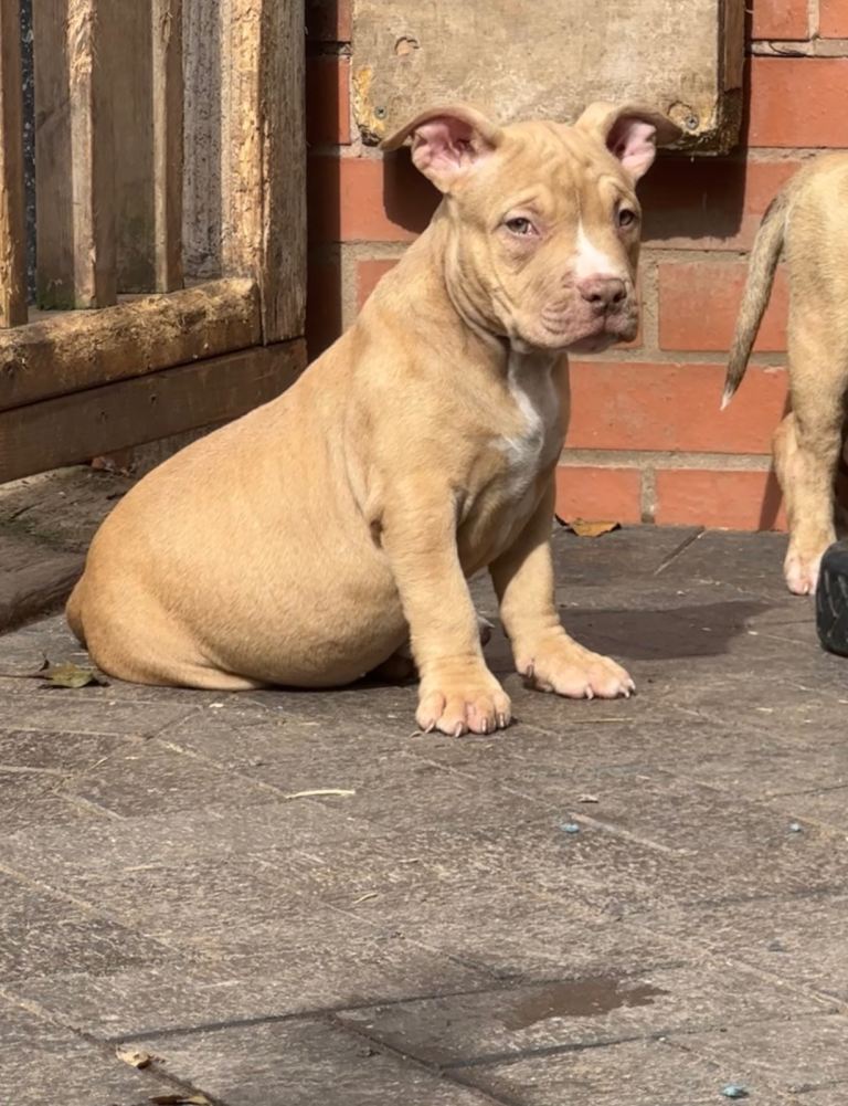 American pocket bully’s AB KC Registered 