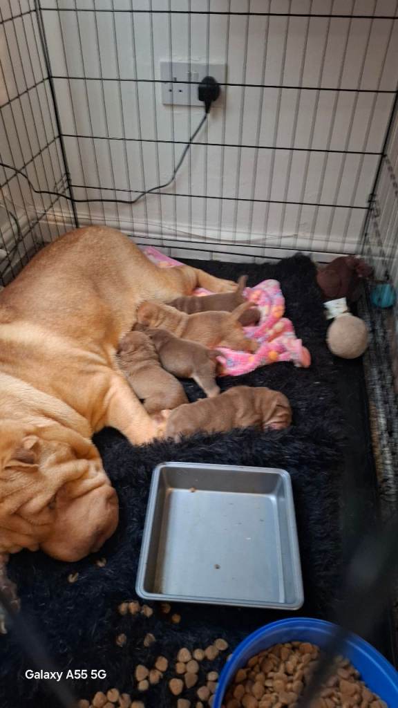 Shar pei puppies 