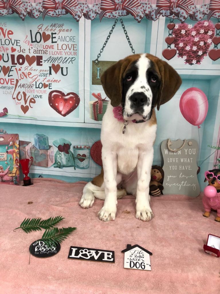 Saint Bernard 6 month old female 