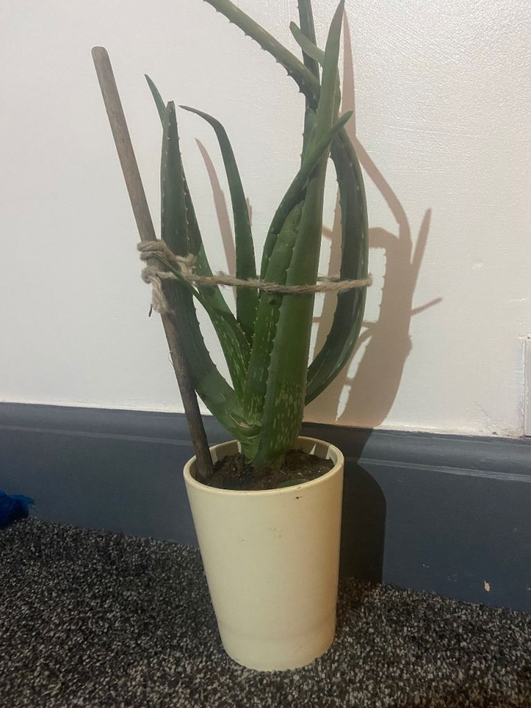 Large aloe vera plant