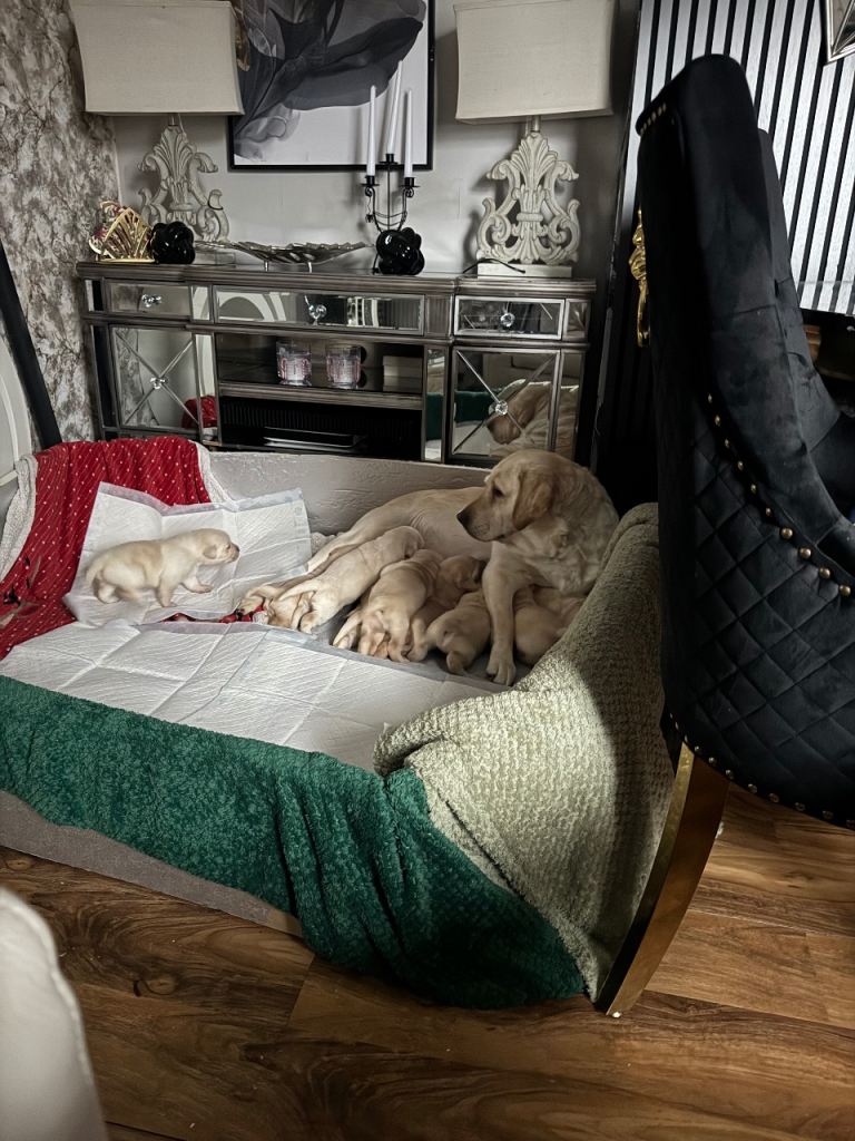 Labrador Retriever  puppys