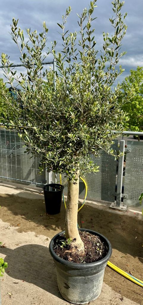 schwarzer olivenbaum kaufen Schwarzer Olivenbaum 