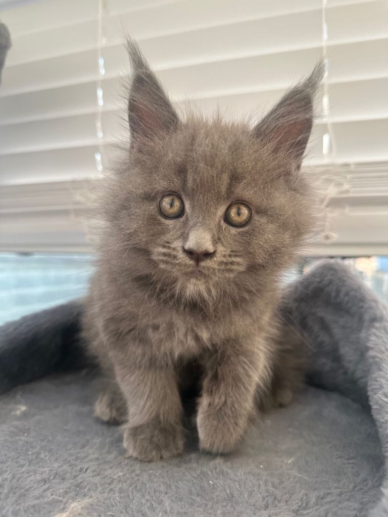 Blue smoke Maine coon for sale 