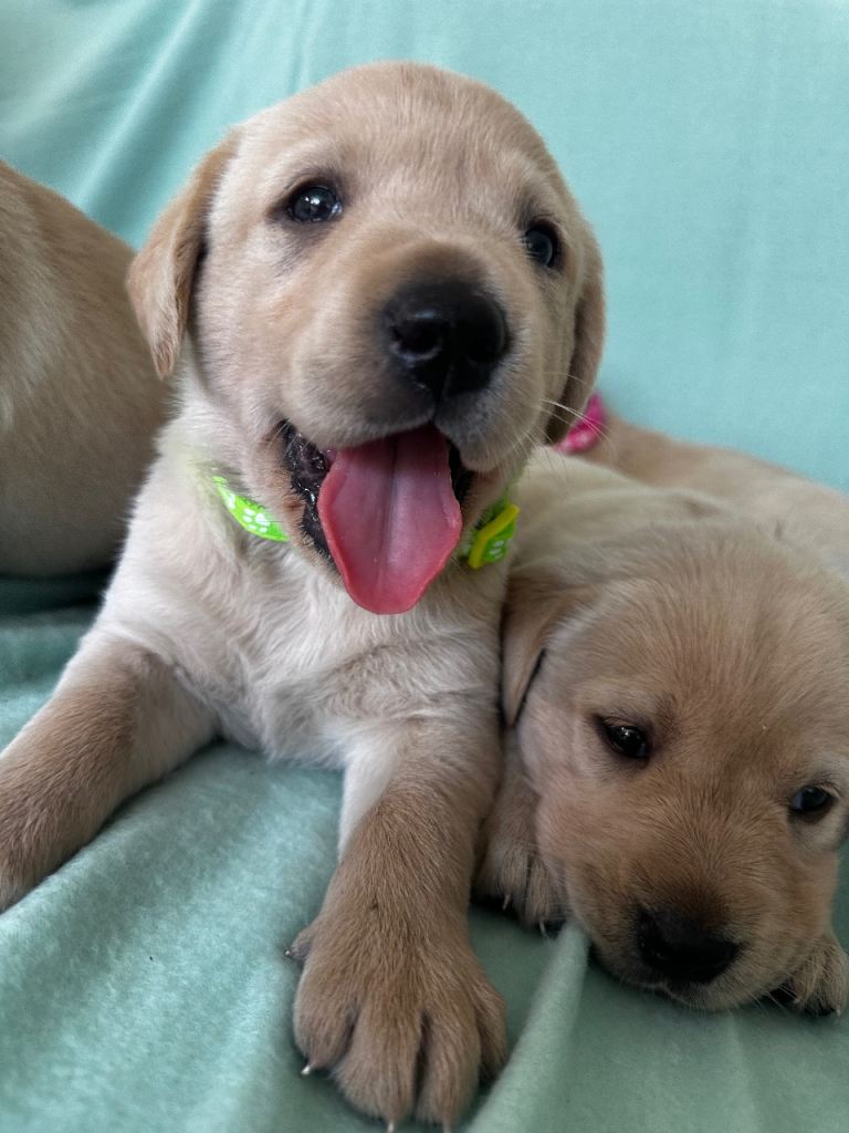 Beautiful Goldador puppies ❤️