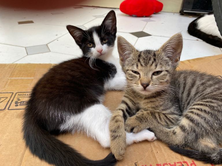  2 kittens ready for the new homes now 